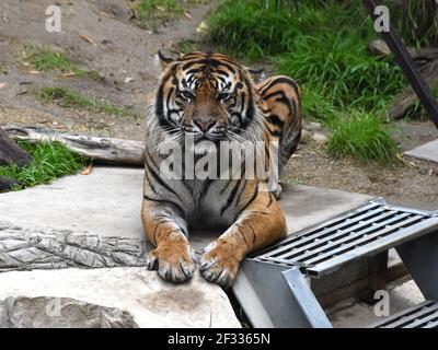 Los Angeles, California, USA 11th March 2021 A general view of atmosphere of Sumatran Tiger at Los Angeles Zoo, which closed March 13, 2020 to August 26, 2020 due to pandemic and then closed December 7, 2020 and reopened on February 16, 2021 due to coronavirus Covid-19 Pandemic, shown here on March 11, 2021 in Los Angeles, California, USA. Photo by Barry King/Alamy Stock Photo