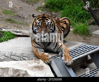 Los Angeles, California, USA 11th March 2021 A general view of atmosphere of Sumatran Tiger at Los Angeles Zoo, which closed March 13, 2020 to August 26, 2020 due to pandemic and then closed December 7, 2020 and reopened on February 16, 2021 due to coronavirus Covid-19 Pandemic, shown here on March 11, 2021 in Los Angeles, California, USA. Photo by Barry King/Alamy Stock Photo Stock Photo