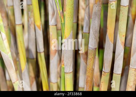 Bell Reed Canes Stock Photo