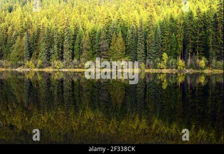 Old-growth forest with western larch reflects in  a mountain lake in fall. Yaak Valley, Montana. Stock Photo