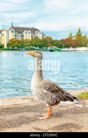 Goose on the lakeshore in town . Bird walking alone on the shore Stock Photo