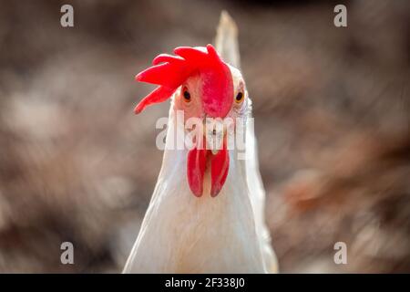 Close up of a Leghorn Hen staring straight ahead. Good for a meme. Stock Photo