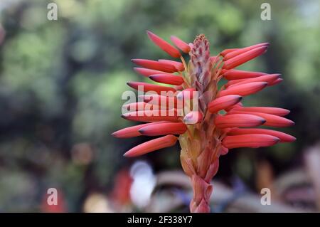 Torch Aloe Arborescens in full bloom, which is in the winter months. Native to south Africa. Stock Photo