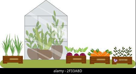 Greenhouse with flowers and boxes with carrots, green onions, beets.  Stock Vector