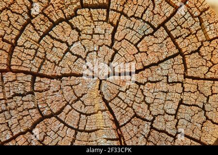 Background, texture of hemp old tree in high resolution Stock Photo