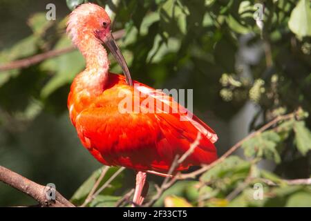 Scarlet Ibis (Eudocimus ruber) a scarlet ibis bird preening in the sun light with a natural green background Stock Photo