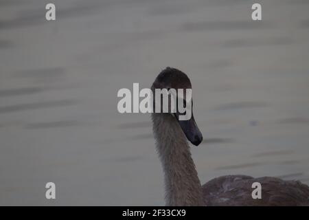 signet watching in the mist on the river Stock Photo