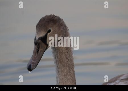 signet feeding in the mist on the river Stock Photo