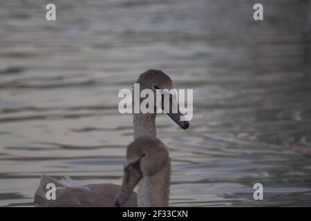 signets feeding in the mist on the river facing away from each other Stock Photo