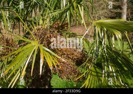 Evergreen Foliage and Dried Fruit on a Chusan or Chinese Windmill Palm Tree (Trachycarpus fortunei) Growing in a Garden in Rural Devon, England, UK Stock Photo