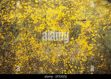 Yellow lichen on the stone. Yellow mold on a gray old rock. Natural background texture. Texture of a stone wall covered with yellow moss. Stock Photo