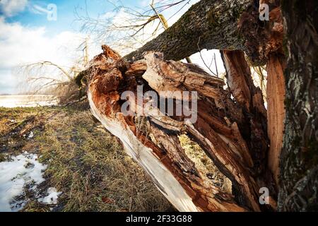 A fallen tree after a hurricane against the blue sky. A broken tree fell to the ground in a field or park from a strong wind Stock Photo