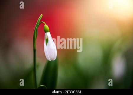 Snowdrop or common snowdrop (Galanthus nivalis) flower in the forest with warm sunshine and colorful background at springtime. The first flowers of th Stock Photo
