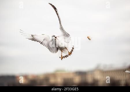 Seagull catching piece of food thrown by a tourist in the city. Stock Photo