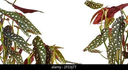 Banner with leaves of 'Begonia Maculata' houseplant with white dots isolated on white background Stock Photo