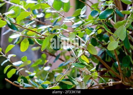 Feijoa tree leaves or Acca sellowiana pineapple guava, guavasteen. Branch with leaf on feijoa tree. Close up red exotic fruit flower in tropical orcha Stock Photo