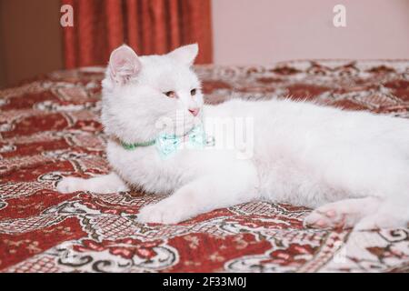 White cat funny lying in the bed on bed Stock Photo