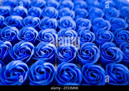 Blue roses Stock Photo