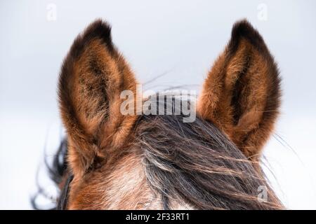 Close up of both raised ears of a brown horse at blue cloudy sky. Focus on the ear on the left of the photo Stock Photo