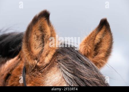Close up of both raised ears of a brown horse at blue cloudy sky. Focus on the ear on the left of the photo Stock Photo