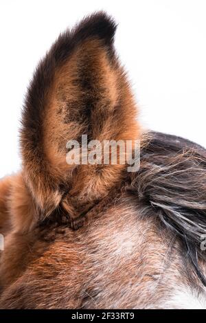 Close up of one raised ear of a brown horse at blue cloudy sky. Vertical photo Stock Photo