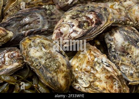 Fresh raw closed Pacific oyster, Japanese oyster, close up full frame as background Stock Photo