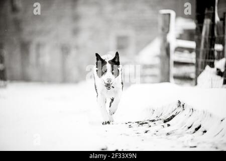 Border collie sheepdog dog running in the snow Stock Photo