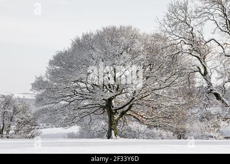 christmas scene Snow covered old english ancient oak tree in winter time Stock Photo