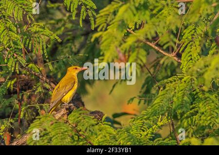 Indian golden oriole, Oriolus kundoo on tree branch, India Stock Photo