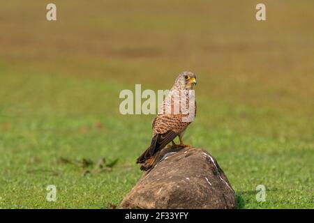 Lesser Kestrel, Falco naumanni, Female, Pune. Shape very similar to Eurasian Kestrel. Stock Photo