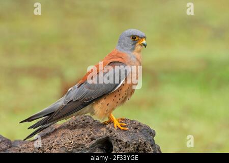 Lesser Kestrel, Falco naumanni,l, Male, Pune. Shape very similar to Eurasian Kestrel. Stock Photo
