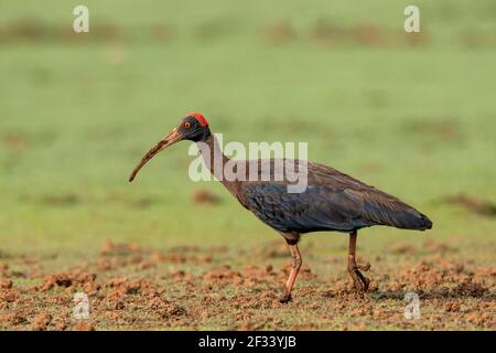 Red-naped ibis, Pseudibis papillosa, Pune. Also known as the Indian black ibis or black ibis Stock Photo