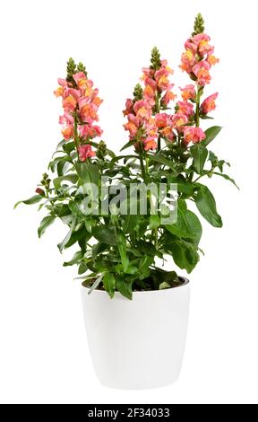 Potted Snapdragon or Dragon Flower plant with spikes of variegated yellow and pink flowers above green leaves in a side view isolated on white Stock Photo