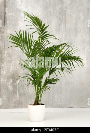 Fresh green fronds of a potted Kentia palm plant growing in a small white container against a grunge gray wall in side view Stock Photo