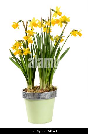 Colorful potted yellow daffodils or Narcissus plant with clusters of flowers in a side view isolated on white symbolic of the spring season Stock Photo