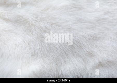 White fur background texture. Fluffy rabbit fur with idealistic structure of hairs for aesthetic and perfect design