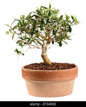 Small olive tree bonsai plant in a red clay or terracotta pot, a popular Japanese art form and houseplant in a side view isolated on white Stock Photo