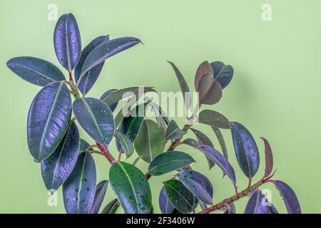 Close-up of a ficus resilient rubber tree cultivar Melanie plants on a light green background. Modern indoor plants, creative home decor concept. Sele