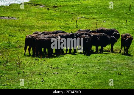 A herd of Buffalo on Alpine pastures around a mountain river. Northern Caucasus Stock Photo