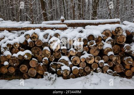 Pile of cut tree logs in winter forest, covered with snow Stock Photo