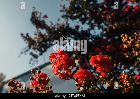 close up view of red roses on green bush against blue sky Stock Photo