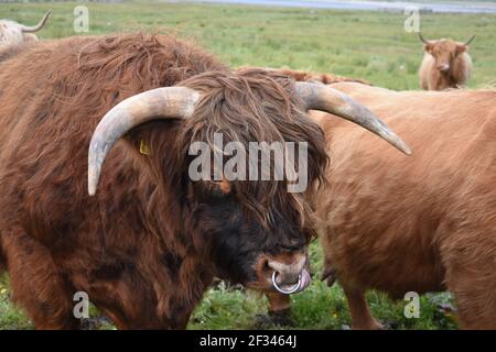 Lesley Matheson, Brue, Highland Cattle, Isle of Lewis, Western Isles, Scotland, UK Stock Photo