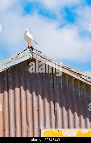 A seagull sits at the apex of a hip roof above an rusting old iron shed or building at Lake Conjola on the New South Wales south coast in Australia Stock Photo