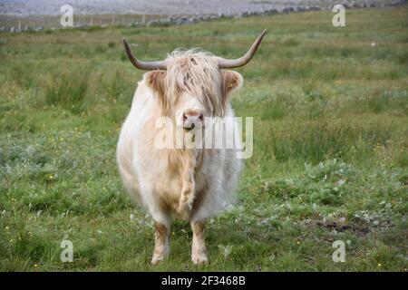 Lesley Matheson, Brue, Highland Cattle, Isle of Lewis, Western Isles, Scotland, UK Stock Photo