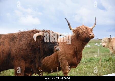 Lesley Matheson, Brue, Highland Cattle, Isle of Lewis, Western Isles, Scotland, UK Stock Photo