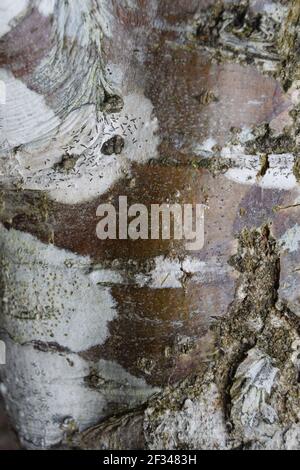 White and Brown Bark Stock Photo