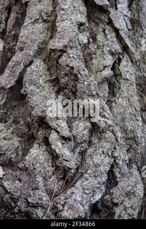 Vertical Pine Bark Ridges Stock Photo