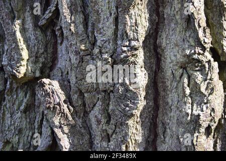 Thick Rough Pine Bark Stock Photo