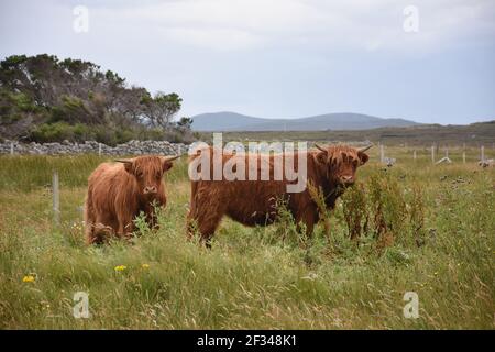 Lesley Matheson, Brue, Highland Cattle, Isle of Lewis, Western Isles, Scotland, UK Stock Photo