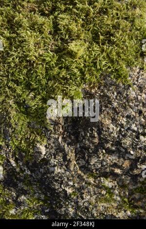 Half Moss Half Rock Stock Photo